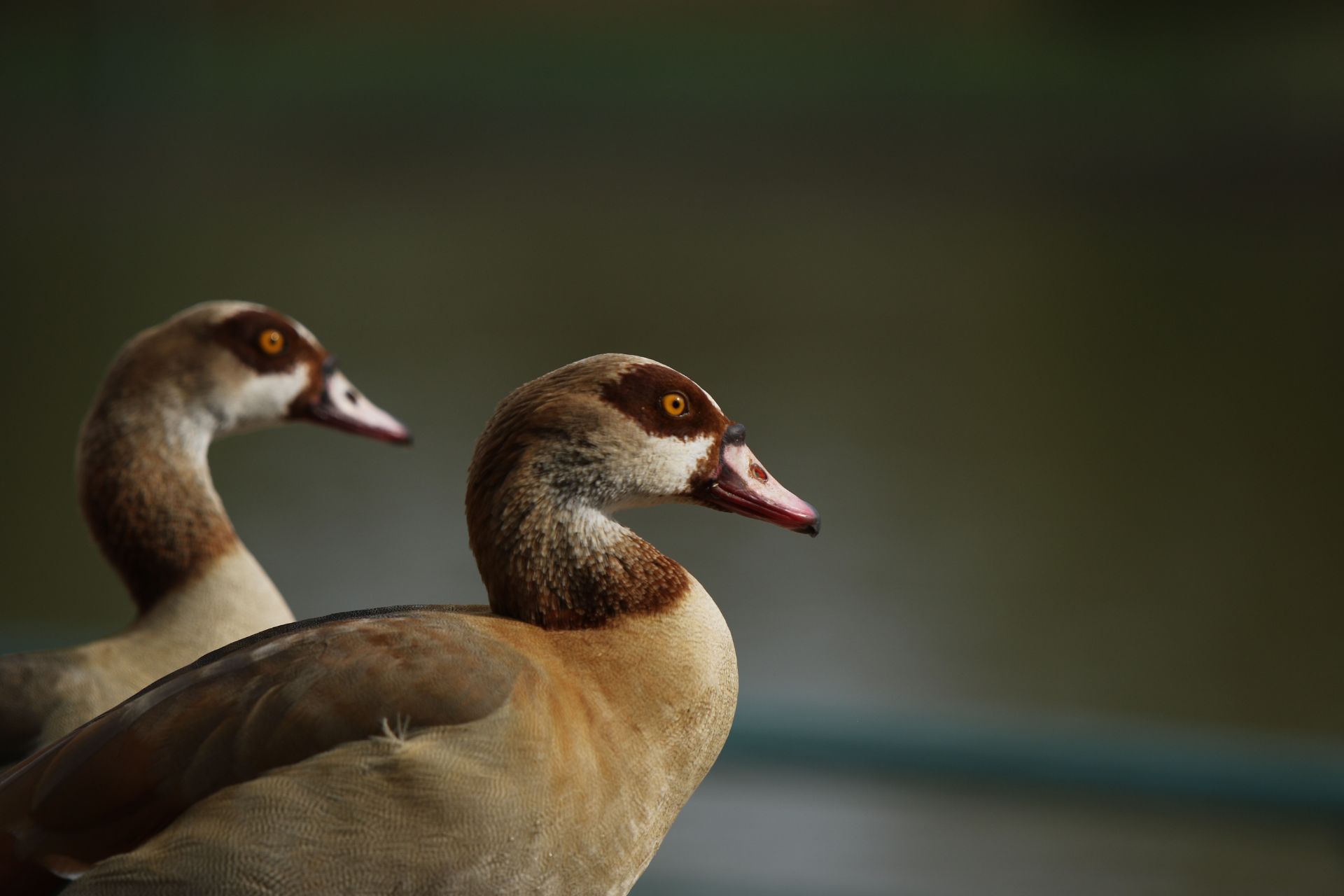 Two Egyptian geese photographed in their natural habitat in South Africa.