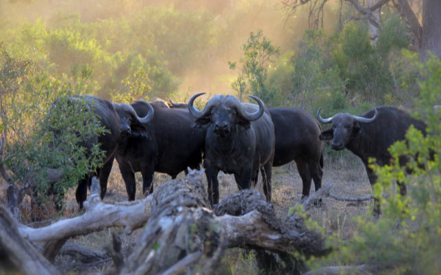 Herd of African Cape buffalo standing in the bushveld during early morning ligh