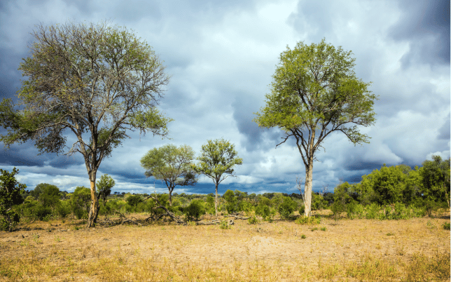 Southern African bushveld landscape with scattered trees beneath dramatic storm clouds.