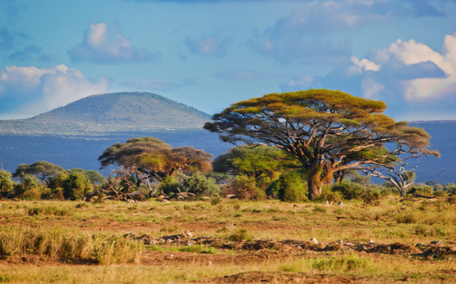 African savanna landscape with a large acacia tree, open grassland and hills in the distance.