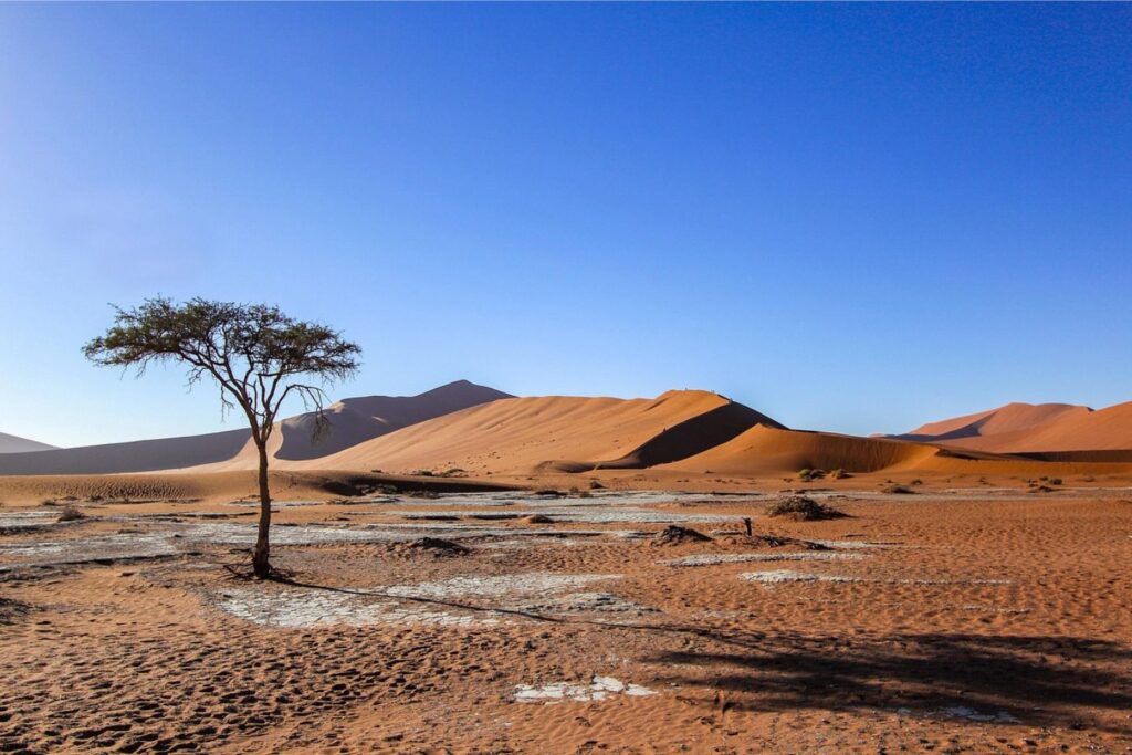Solitary tree standing among red desert dunes beneath a clear blue African sky.