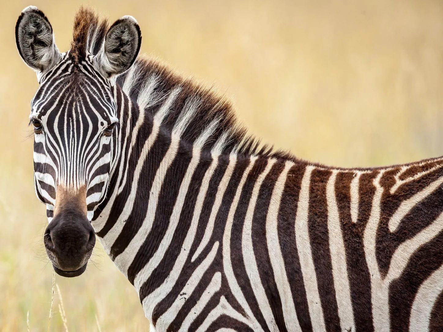 Close-up of a zebra in its natural African habitat.