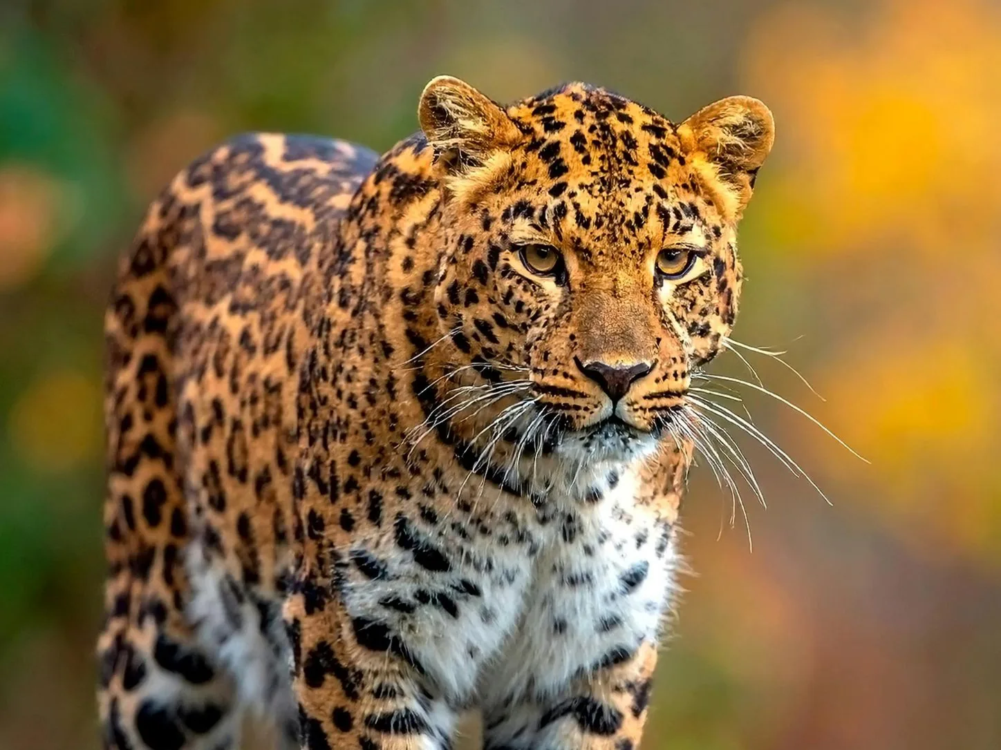 African leopard walking through its natural habitat in Southern Africa