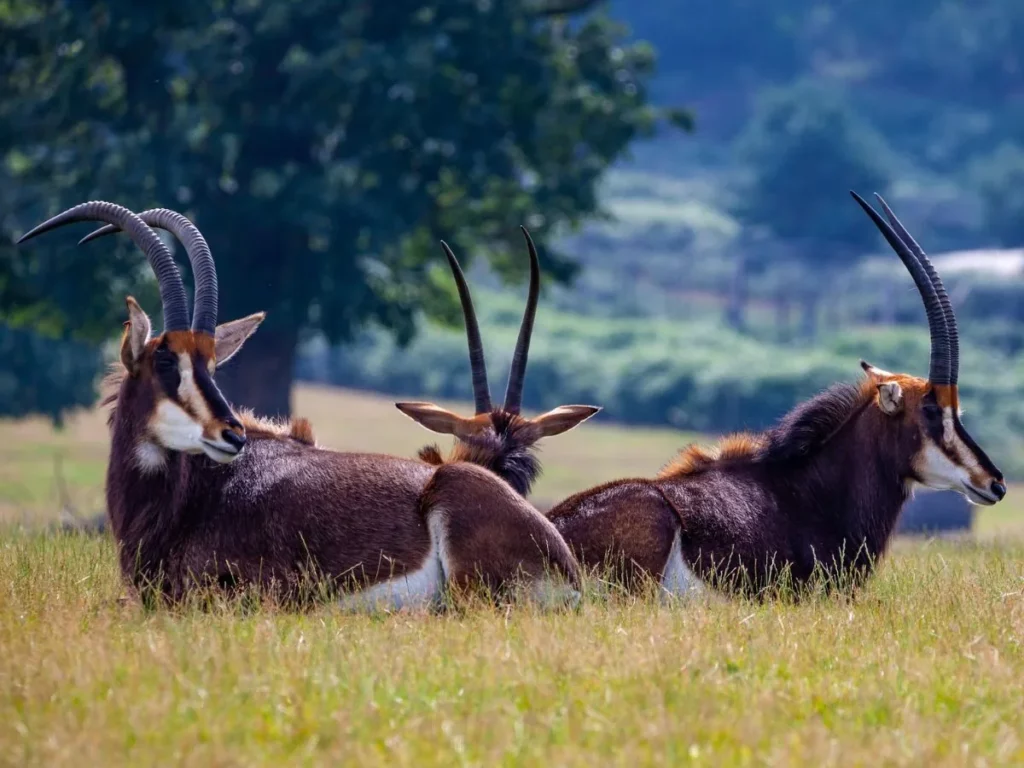 Three sable antelope resting in open grassland in Southern Africa.