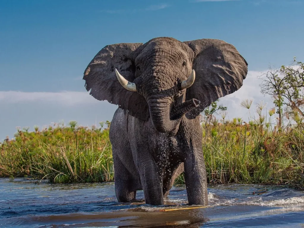 African elephant walking through shallow water in its natural habitat in Southern Africa.