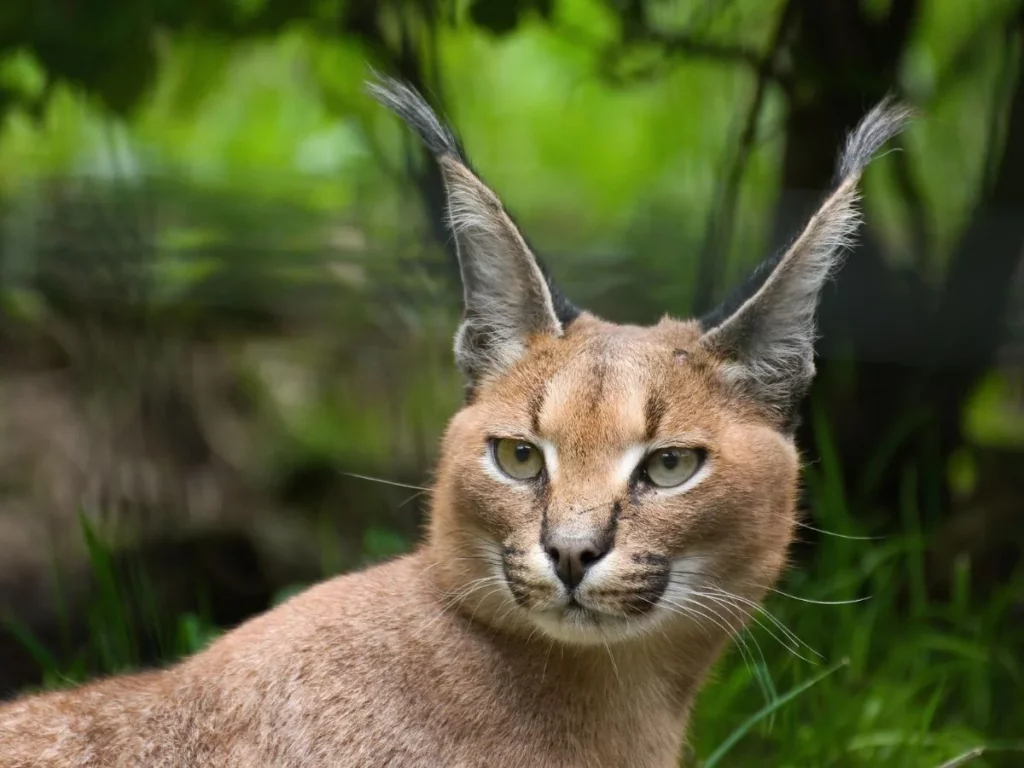 Close-up of an African caracal with distinctive black ear tufts in Southern Africa.