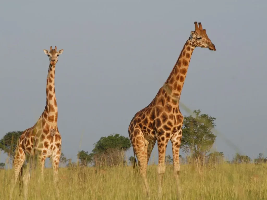 Two giraffes standing in open African grassland in Southern Africa.