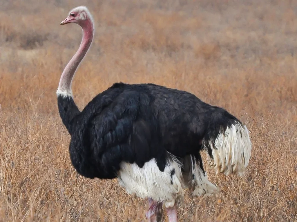 Male ostrich standing in dry African grassland in Southern Africa.