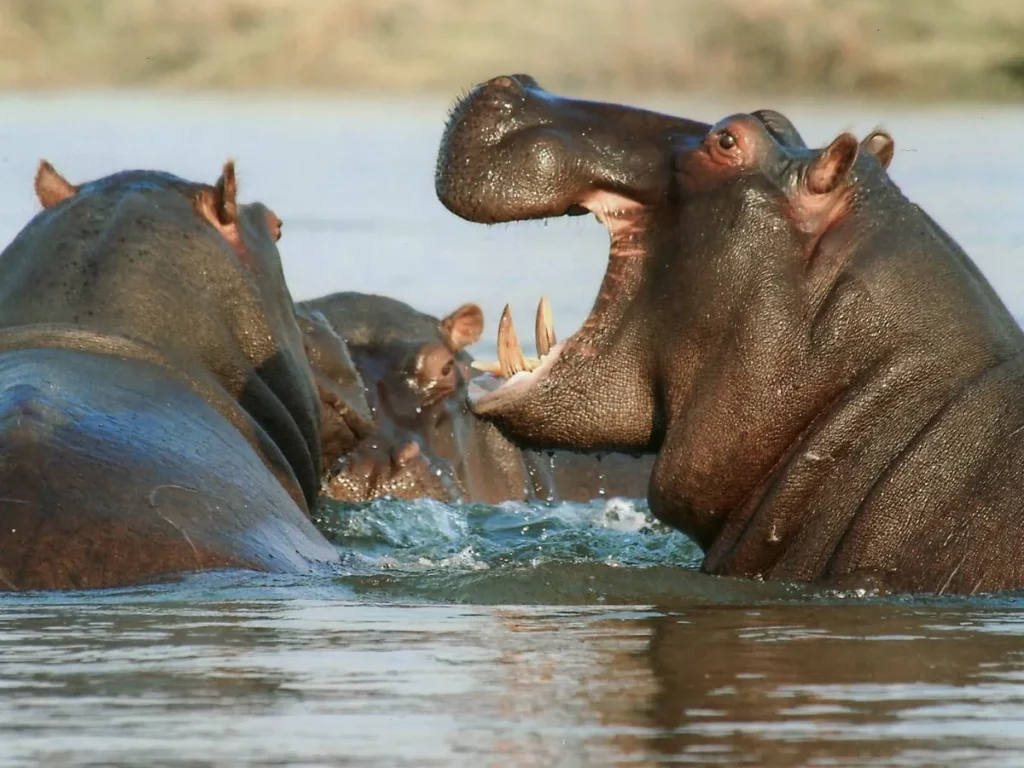 Hippopotamuses gathered in a river with one hippo displaying its open jaws in Southern Africa.
