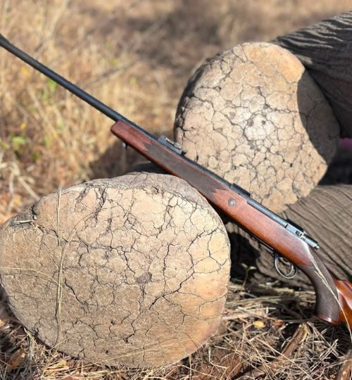 Hunting rifle resting against elephant tusks during an African hunting safari