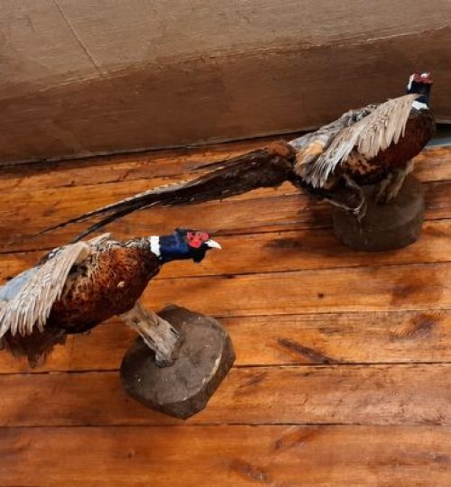 Mounted ring-necked pheasants displayed as taxidermy trophies on a wooden wall.