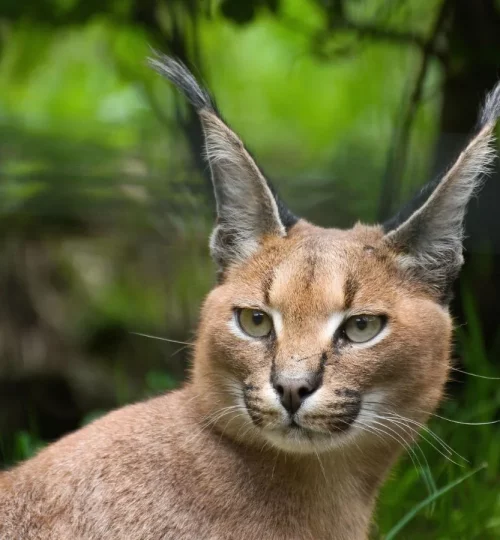 Close-up of an African caracal with distinctive black ear tufts in Southern Africa.