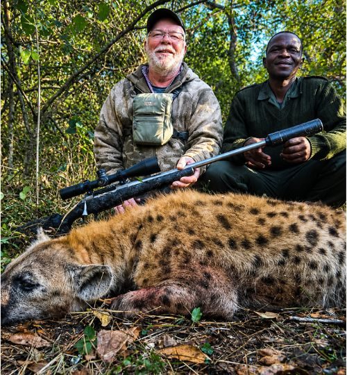 Hunting rifle resting against elephant tusks during an African hunting safari